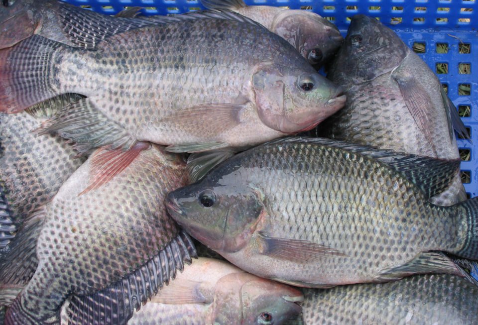 Fresh Seafood Wholesaler/Distributor